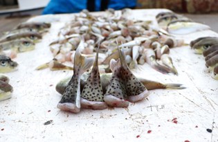Balıkçılar balon balığının diğer türlerine de kuyruk parası istiyor