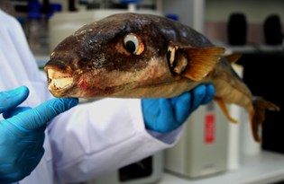 'Balon balığının zehri, kanser tedavisinde kullanılabilir'