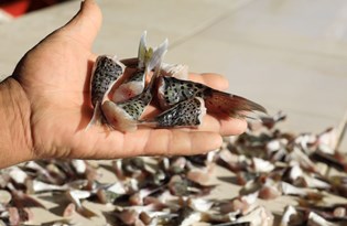 Balon Balığı uygulaması başladı:
Önce sayım sonra ödeme