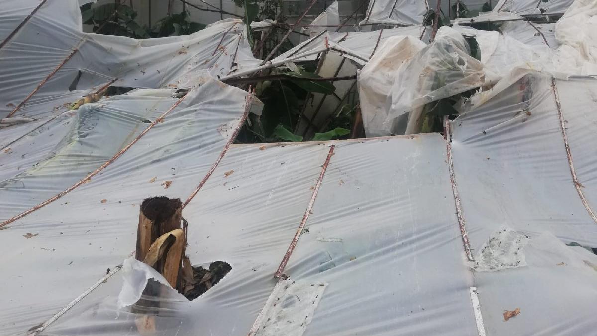 Mersin'de şiddetli fırtına muz seralarını vurdu