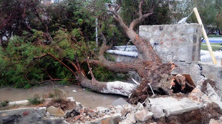 Şiddetli lodos: Ağaçlar uçtu, iskeleler zarar gördü