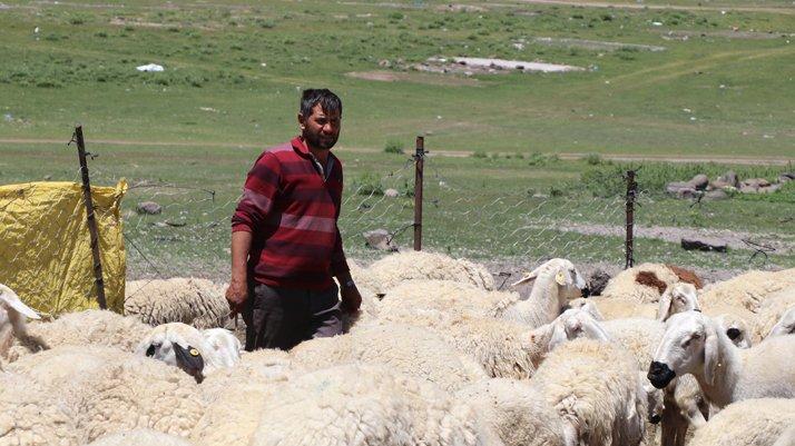 Dört bin lira maaşla çalıştıracak çoban bulamıyorlar