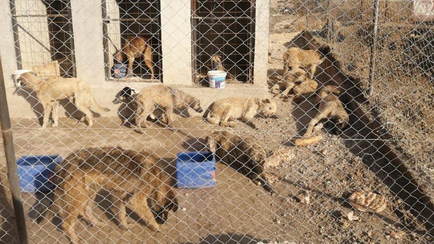 29 köpek boş arazide baygın halde bulundu