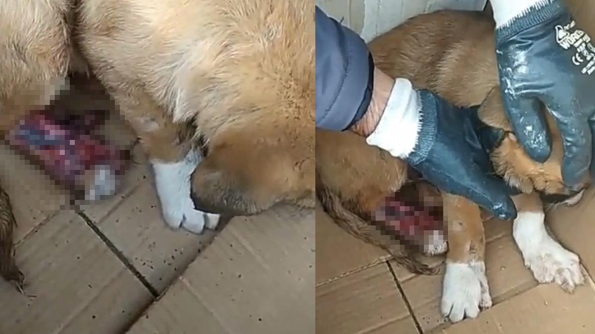 İstanbul'da sokak köpeğine akılalmaz eziyet