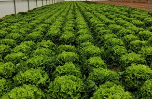 Üretici tüketici arasında uçurum: Fiyatı yüzde 400 artıyor