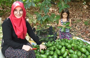 Antalya'da 5 yılda kendi işinin patronu oldu: 'Avokadocu Ayşe'