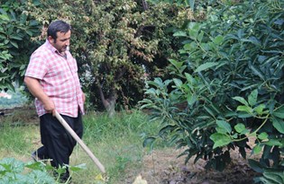 Sopalı avokado nöbeti