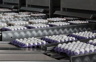 Irak krizinde dip yapan yumurta fiyatı pandemide arttı