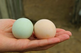 Edirne'de cins tavuk yetiştiren esnaf 'mavi yumurta' talebine yetişemiyor