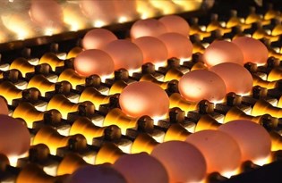 Tavuk yumurtası üretiminde rekor