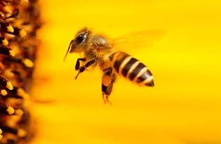 Corona'ya iyi geliyor diyerek bal arılarına kendilerini ısırtıyorlar (Uzmanından uyarı)