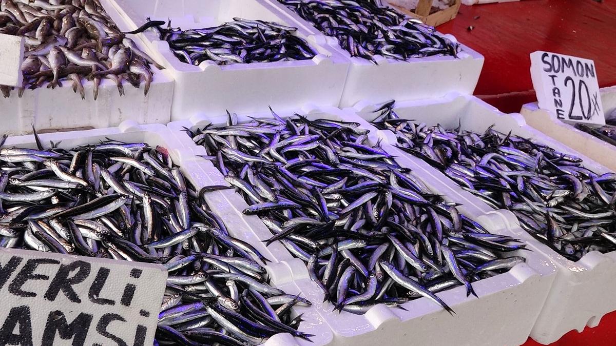 Karadeniz'de hamsi avına yasak getirildi