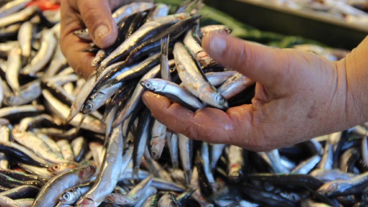 Hamsinin geleceği tehlikede