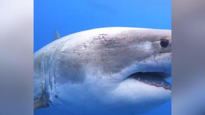 60127672c8c3730c28c28552