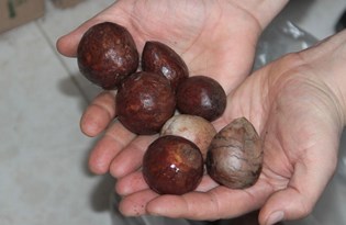 Antalya'da “Avokado çekirdeğini getir, istediğini götür” kampanyası