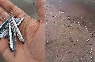 Antalya'da yavru balıklar kıyıya vurdu