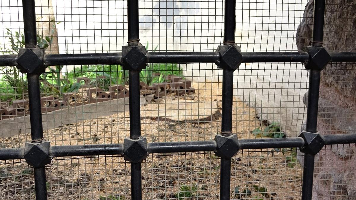 Tarihi caminin bahçesindeki asırlık ağacı kestiler