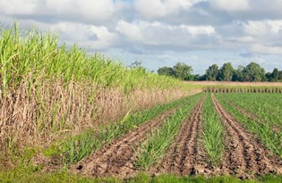 Hazine 44 arazisini satıyor
