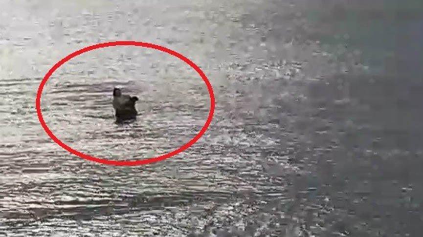 Boğulan köpeği kıyafetleriyle denize atlayarak kurtardı