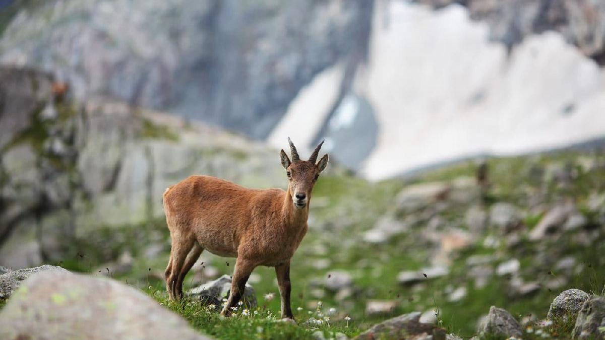 Av ihalesi iptal edildi, 47 yaban keçisi kurtuldu