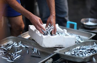 Av yasağı hamsiyi nasıl etkiledi? (İşte ilk tespit)