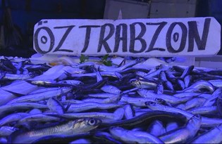 Karadeniz'de hamsi avı yasağı uzatılsın çağrısı