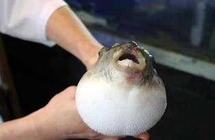 Balon balığının Akdeniz'den Van'a 'ölüm' yolculuğu