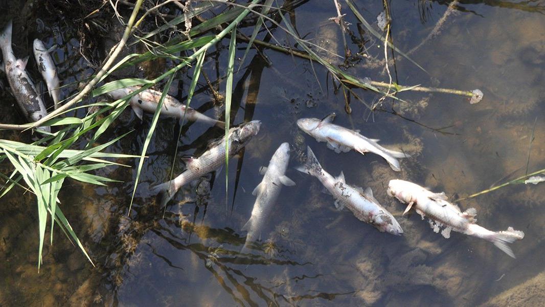 Deredeki balık ölümleri tedirgin etti