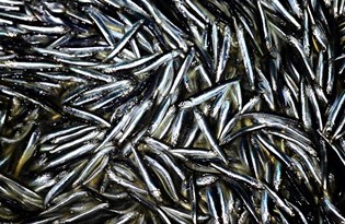 İğneada'da hamsi bereketi balıkçının yüzünü güldürdü