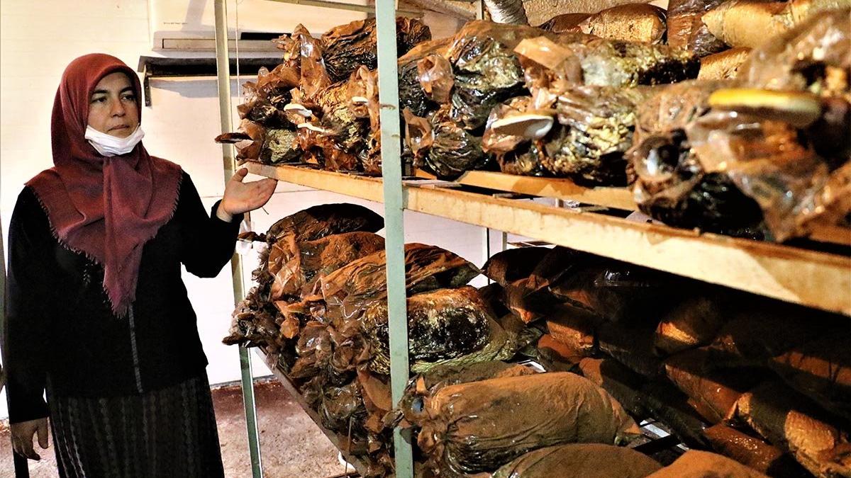 Tavuk kümesinde altın değerindeki ölümsüzlük mantarını üretti