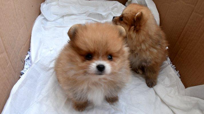 Yavru köpeklere uyuşturucu