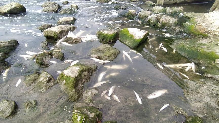 Tarsus'ta korkutan balık ölümleri! İnceleme başlatıldı