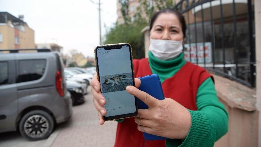 Yıllardır beslenen 15 sokak kedisinin zehirlendiği iddia edildi