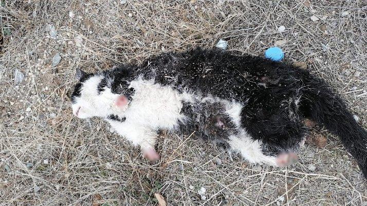 Vahşet! Patileri kesilmiş bir kedi daha bulundu