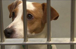 Evcil hayvanlar çetelerin hedefinde