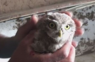 Yaban hayvanlarını internette satıp Türkiye'nin her yerine yolluyorlar