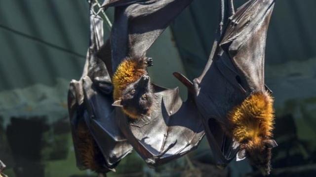 Dünya koronavirüsle mücadele ederken ölüm oranı yüzde 75'e kadar çıkan yeni hastalık kapıda: Nipah virüsü Dünya koronavirüsle mücadele ederken ölüm oranı yüzde 75'e kadar çıkan yeni hastalık kapıda: Nipah virüsü