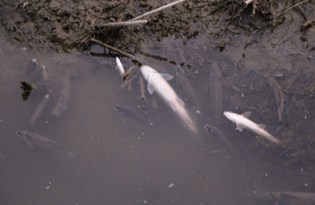 Kuraklık Yeşilırmak’taki balıkları da vurdu