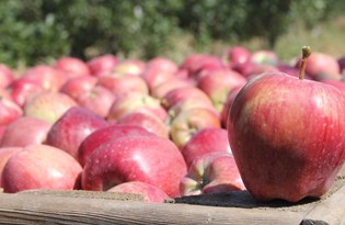 Elma kuraklık dinlemedi (İhracat üçe katlandı)