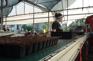 Kuraklık riskine karşı susuz çim (Haftada sadece bir kez sulanıyor)