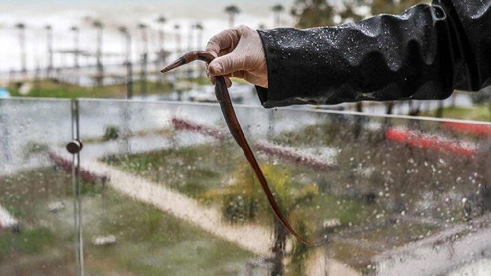 Antalya'da akılalmaz olay: Fırtına balığı balkona fırlattı