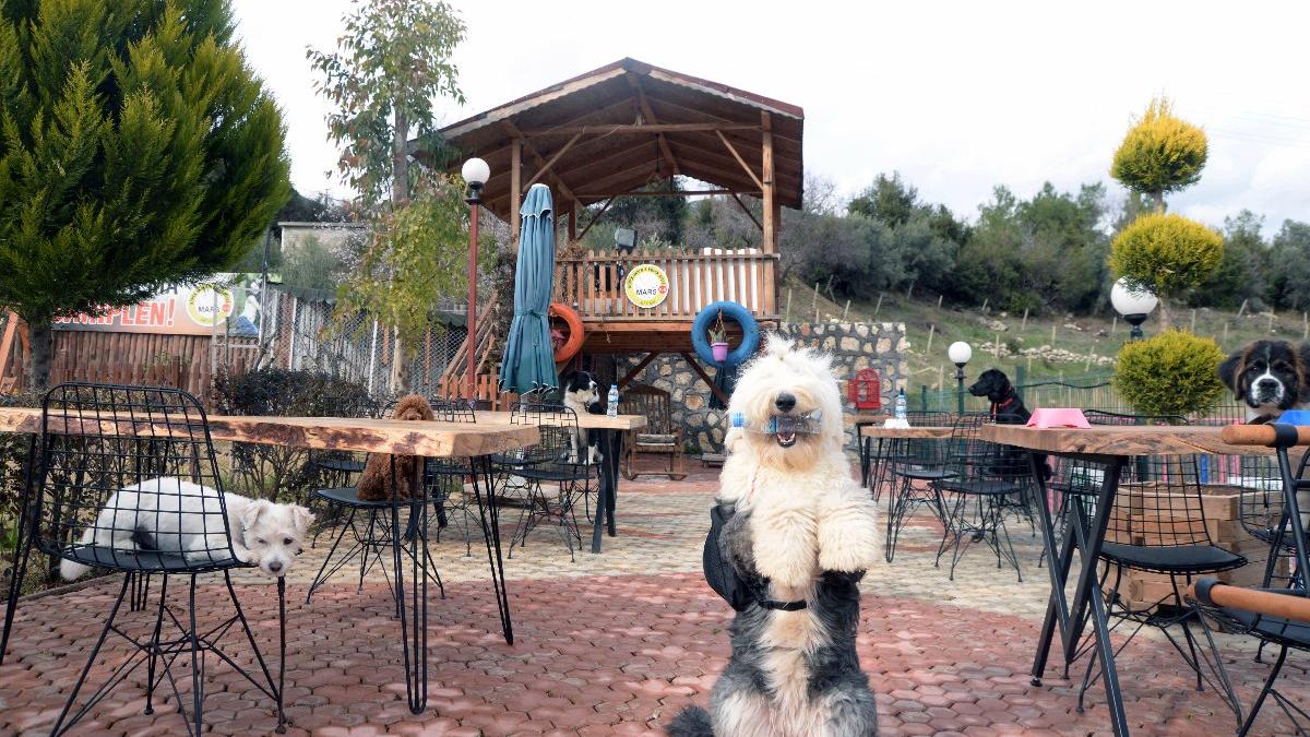 Bu kafenin müdavimlerine pandemi kısıtlaması yok