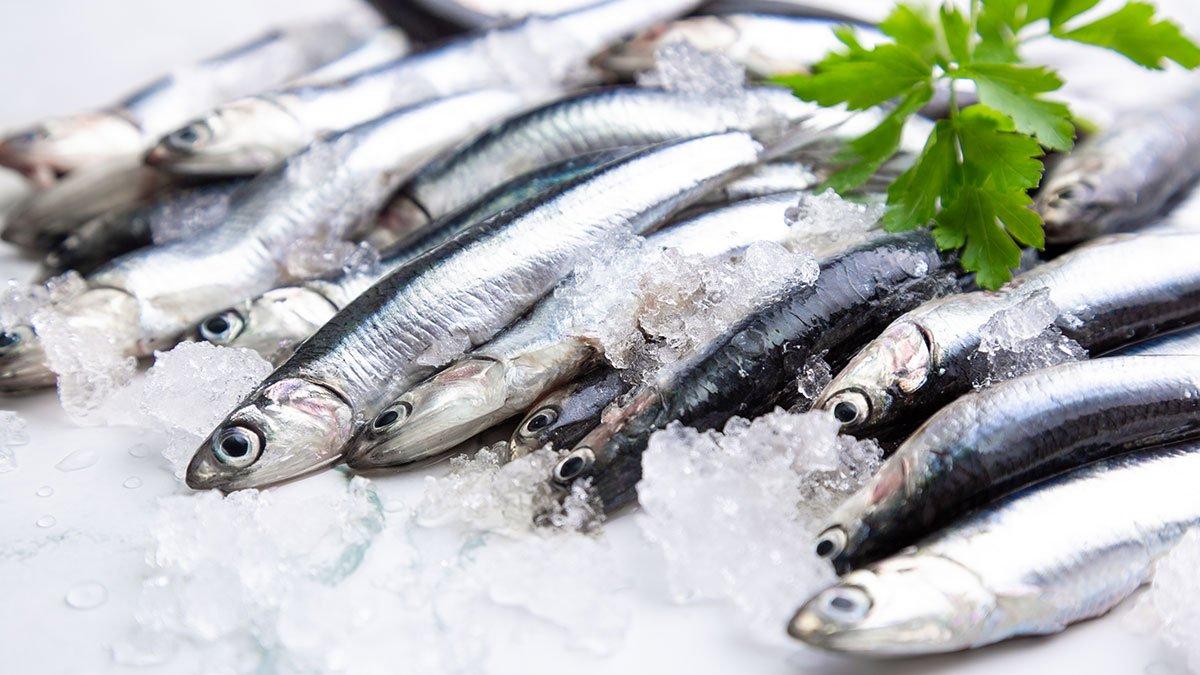 4 soruda hamsi yasağı: Kurtarabilecek miyiz?