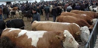 Adıyaman'da şap hastalığı