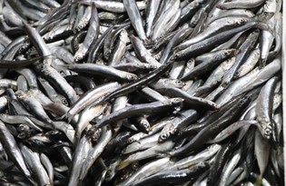 Yasak öncesi son hamsiler tezgahlarda