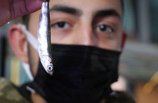 Hamsi neden küçük kaldı?