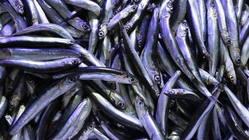 Hamsi avı yasağı uzatıldı