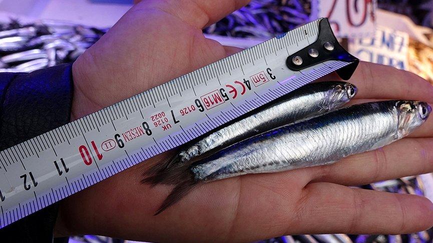 Uzmanlar uyardı: Hamsi nesli tehlikede