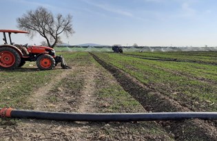 Buğdayda kuraklık tehdidi