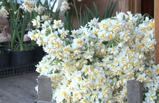 Karaburun'da nergisler açtı ama üretici mutsuz